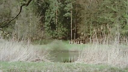 Порно фильмы: Шесть шведок в Альпах (1983)