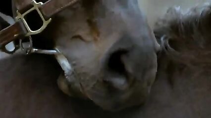 Порно фильм Зверь | La Bete | The Beast 1975 смотреть онлайн