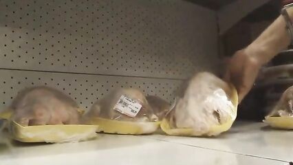 Мастер класс от Арт группы Война: Как украсть курицу