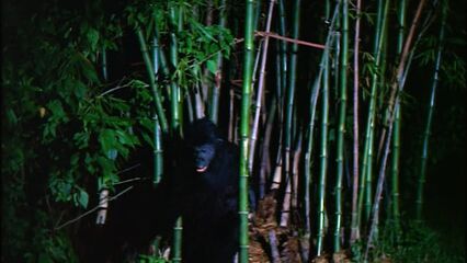 Зверь, убивающий женщин — эротика, ужасы, кинофильмы